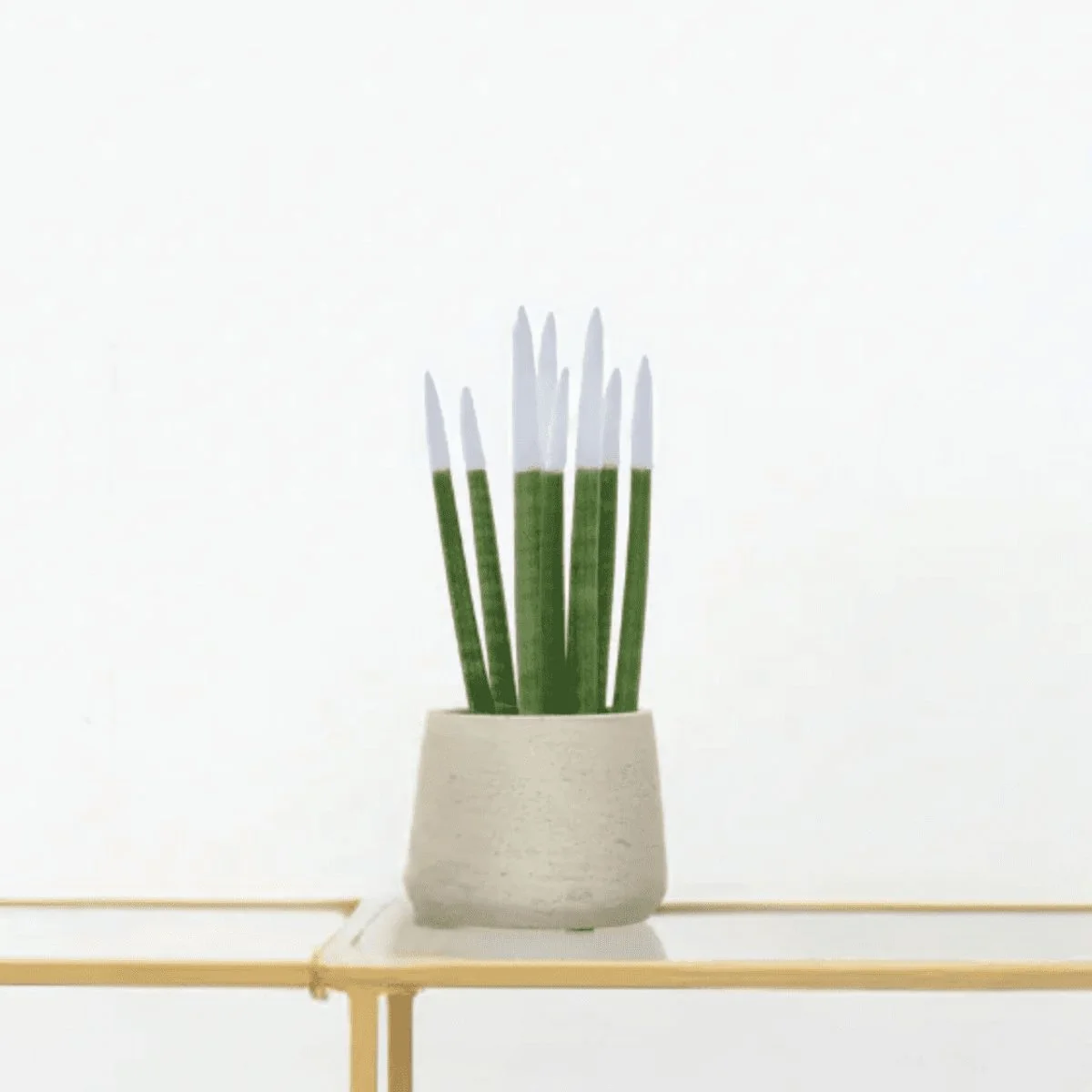 Kamerplant in sierpot als bedankje voor de buren